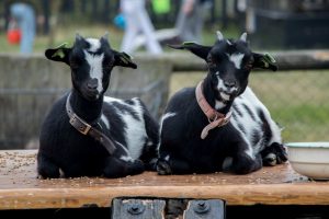 geiten aaien en voeren bij het Hooivak Hallo Terschelling