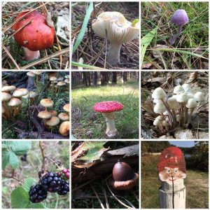 kabouterpad-herfst-Hallo-Terschelling 