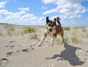 Hond loslopen strand Terschelling - Hallo Terschelling