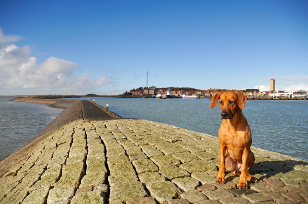 Fotoshoot hond terschelling vakantie met hond – Hallo Terschelling