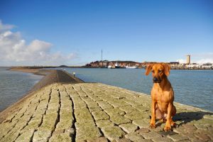 Fotoshoot hond terschelling vakantie met hond - Hallo Terschelling