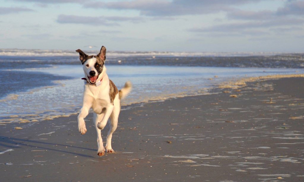 fotoshoot hond hondenlevens Terschelling – Hall Terschelling
