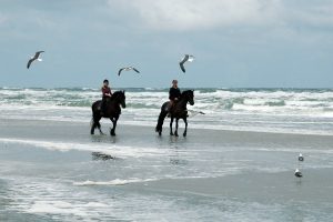 Uitwaaien te paard langs het strand Hallo Terschelling