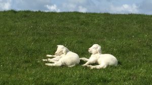 lammetjes op de dijk op Terschelling Hallo Terschelling