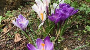 lente op terschelling - Hallo Terschelling