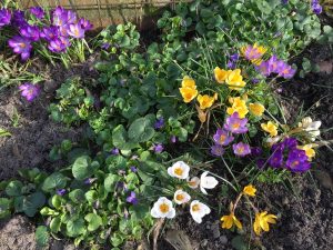lentebloemen op Terschelling - Hallo Terschelling
