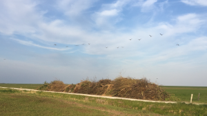 Meivuur op terschelling | Hallo Terschelling