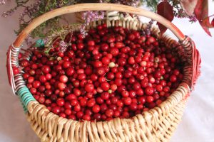 Cranberry napluk op Terschelling - Hallo Terschelling