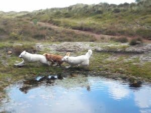 hondenleven op Terschelling - Hallo Terschelling