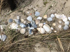 Strandvondsten bij vakantiehuis Geluksplak - Hallo Terschelling