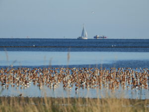 Uitzicht waddendijk vakantiehuisje de Akker - Hallo terschelling
