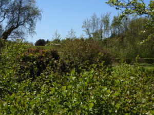 uitzicht aan de westkant vanuit huisje de Akker - Hallo Terschelling