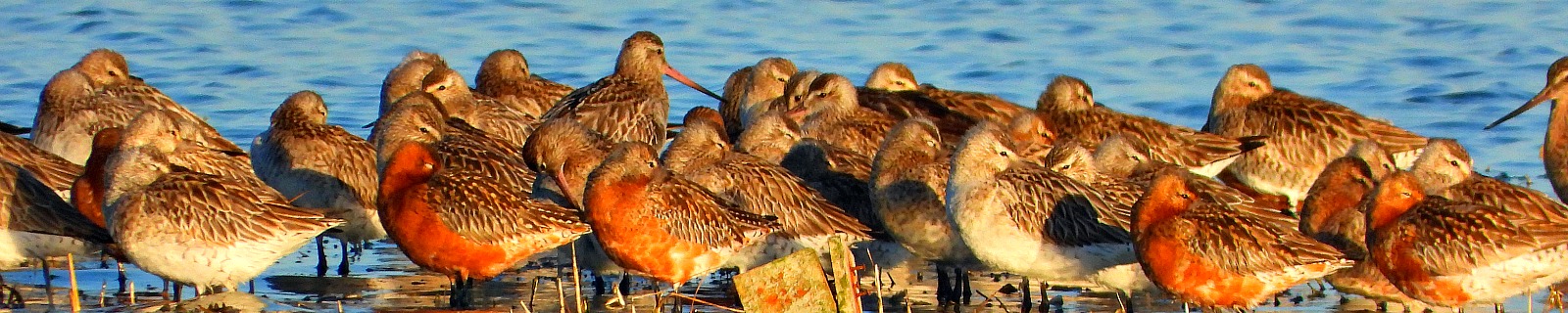 Hallo Terschelling Header Wadvogels