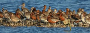Waddenvogels header - Hallo Terschelling