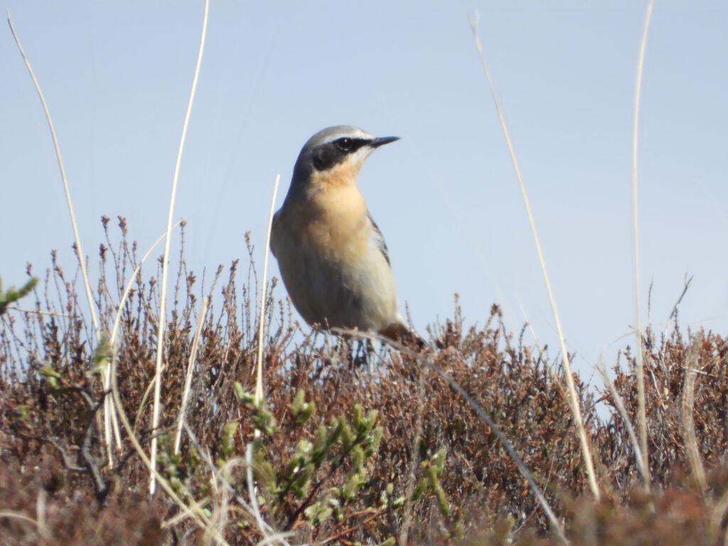 Vogelsspotten op Terschelling | Beste plekken en tips
