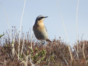 Vogelsspotten op Terschelling - Hallo Terschelling