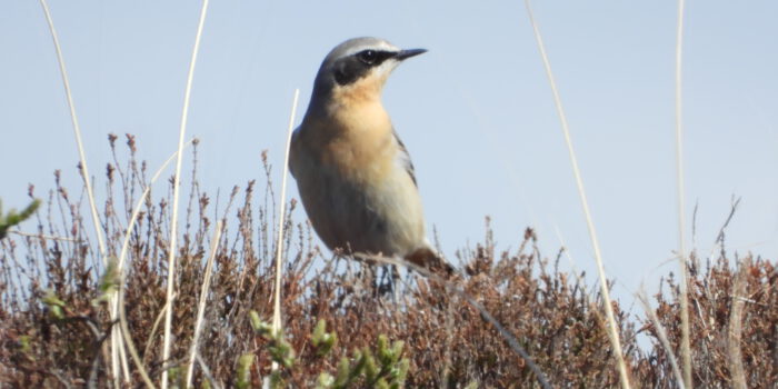 Vogelsspotten op Terschelling – Hallo Terschelling