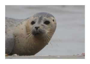 Zeehonden op Terschelling - Hallo Terschelling