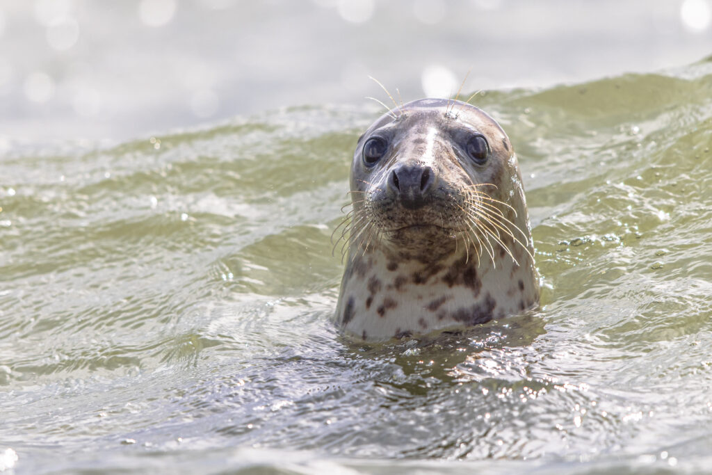 Zeehonden op het strand