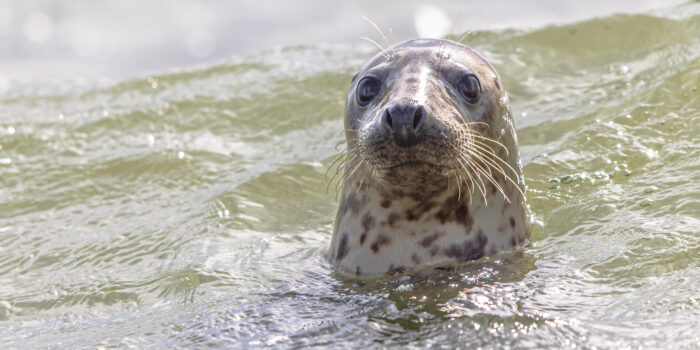 Zeehonden op strand Terschelling – Hallo Terschelling