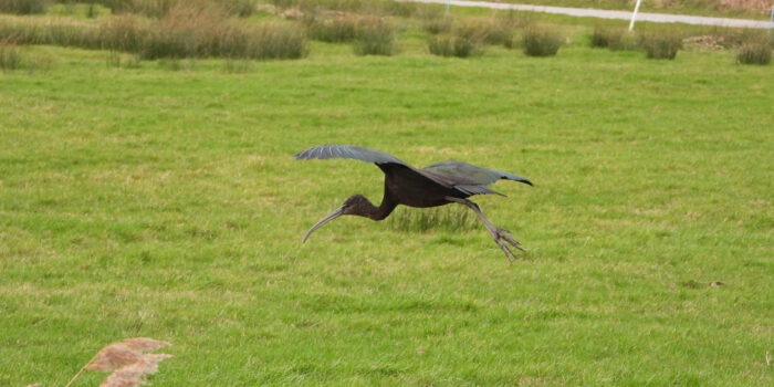 Zwarte Ibis op Terschelling | Hallo Terschelling | 05-2-2022