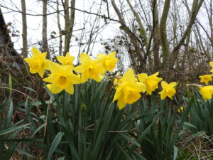 voorjaarsbloemen narcissen - Pasen op Terschelling - Hallo Terschelling