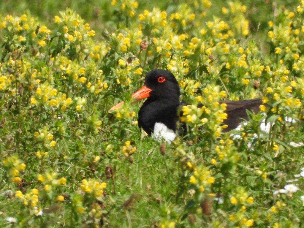 Meivakantie op Terschelling 2026