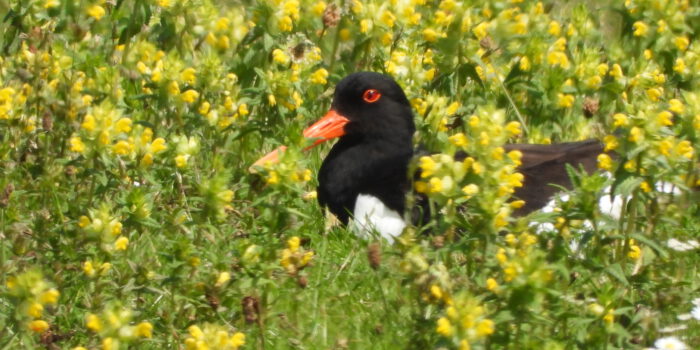 Meivakantie op Terschelling – Hallo Terschelling