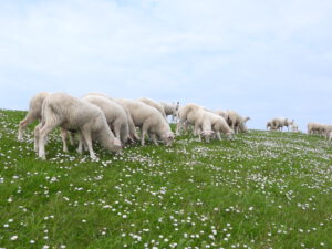 Pasen Terschelling 2026 - schapen en lammetjes op de waddendijk