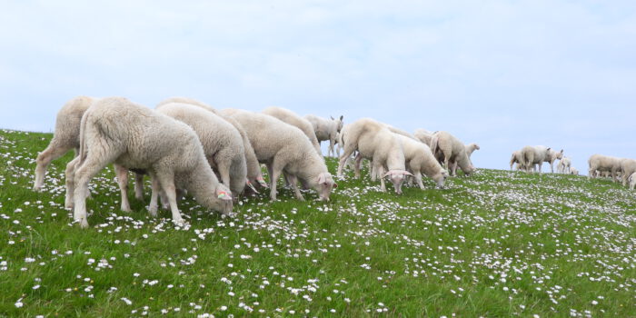 Pasen op Terschelling – schapen en lammetjes op de waddendijk – Hallo Terschelling