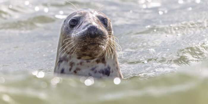Pinksteren op Terschelling – Pinksterweekend – Hallo Terschelling