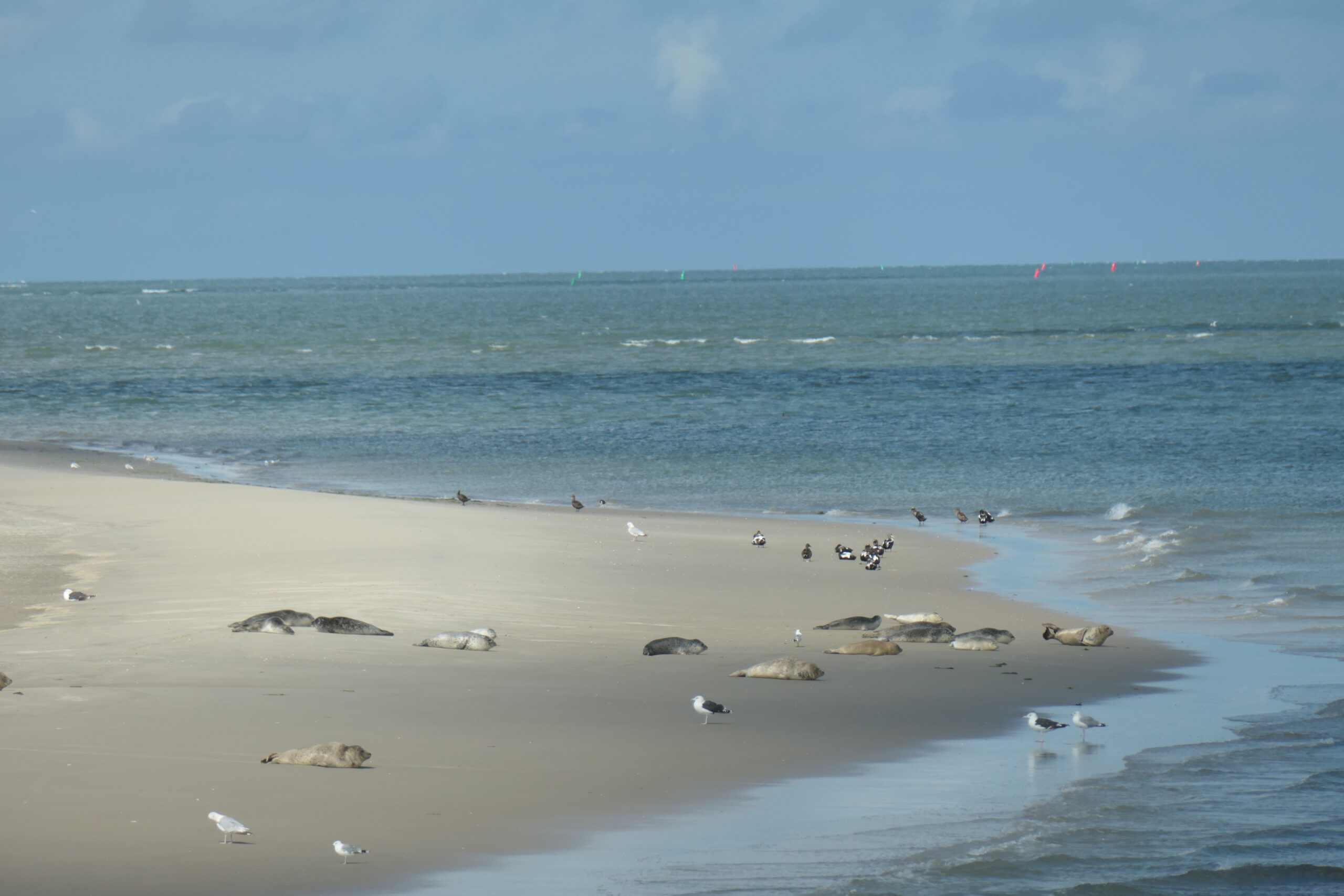 
Zeehonden-spotten-activiteiten-met-kinderen