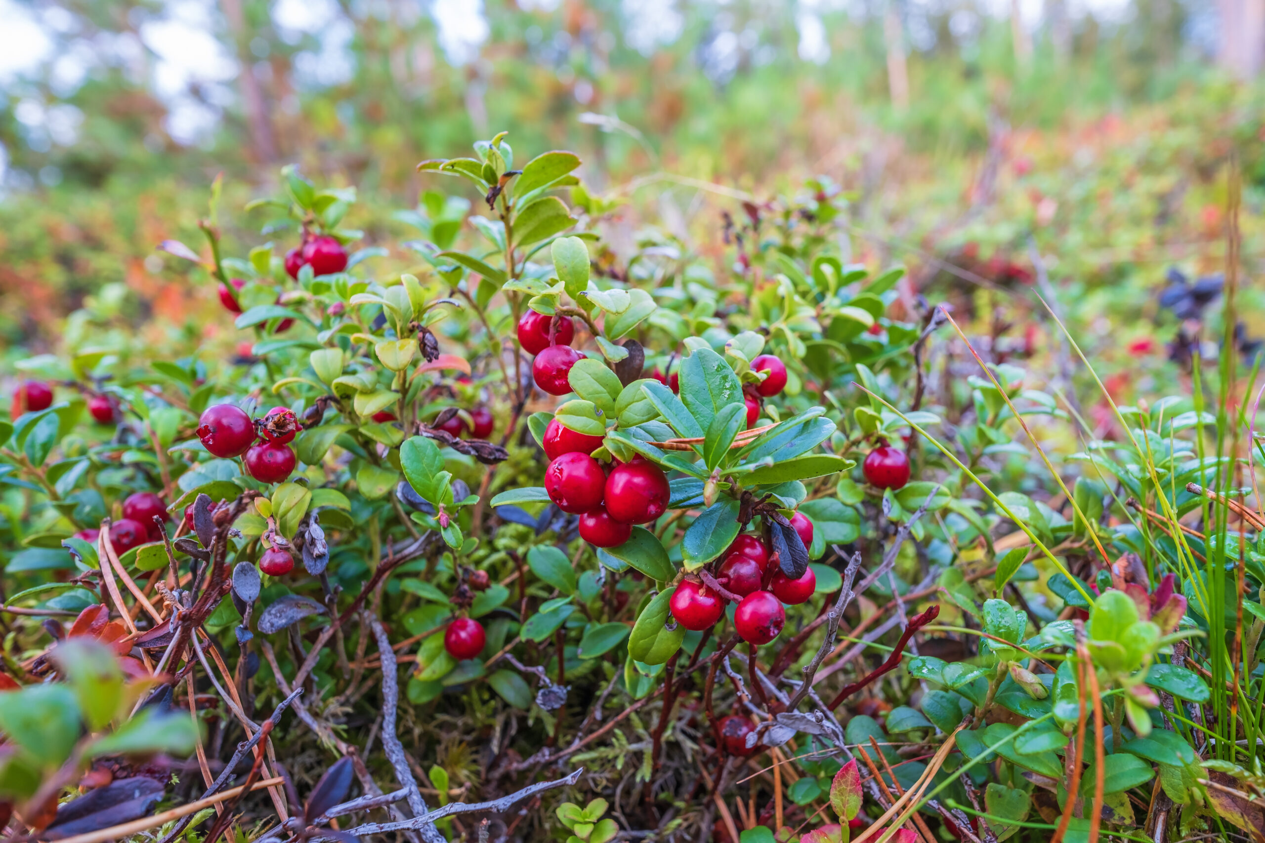 herfstvakantie Terschelling 2026 cranberry plukken