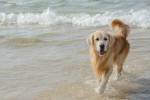 hond op strand Terschelling vakantiehuis met hond