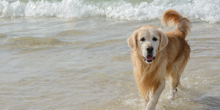 Vakantiehuis Terschelling met hond aan zee